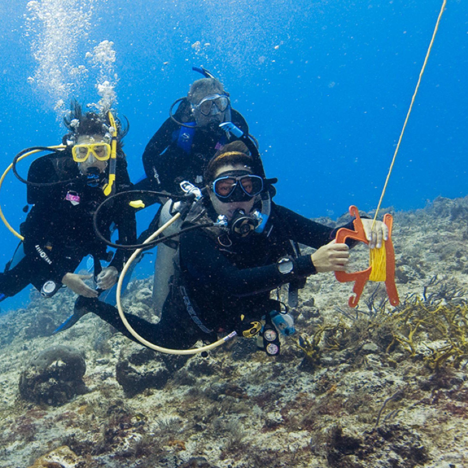 Scuba divers near coral reef; one holds orange measuring tool, others look on. Clear blue water.