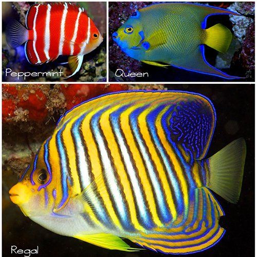 Three vibrantly colored angelfish: peppermint, queen, and regal, in a collage.