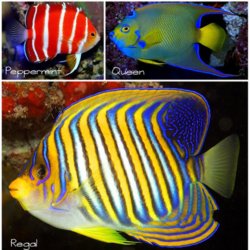 Project Aware Fish ID