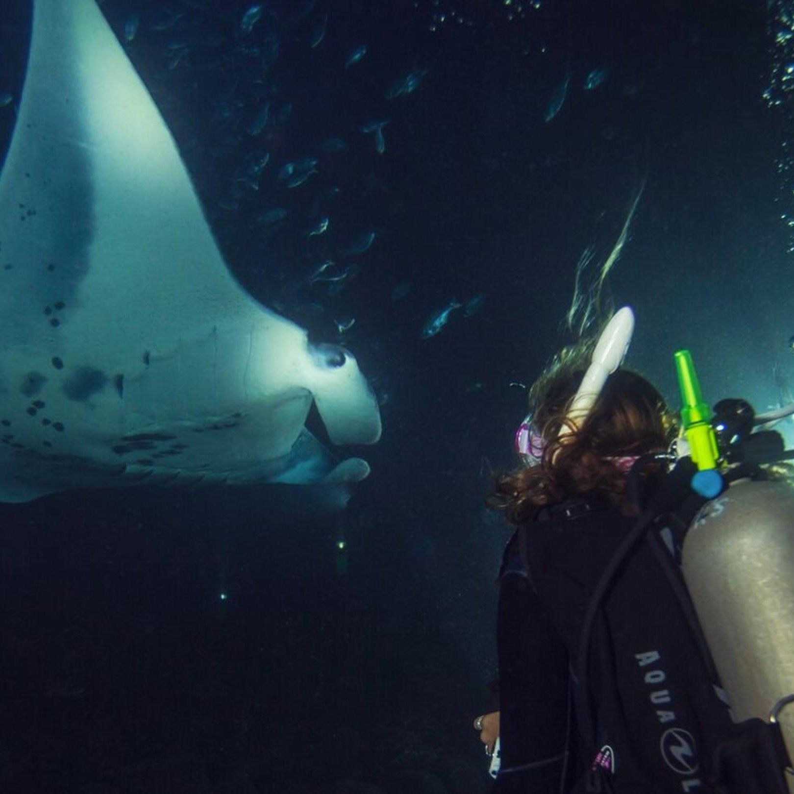 Diver observing a large manta ray in the ocean at night. Dark water, large white and black ray.