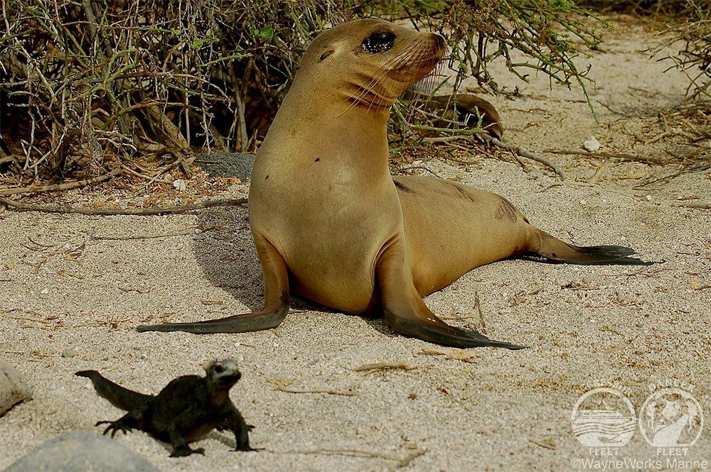 Sea lion sits on sandy beach, looking up. Marine iguana sits nearby.