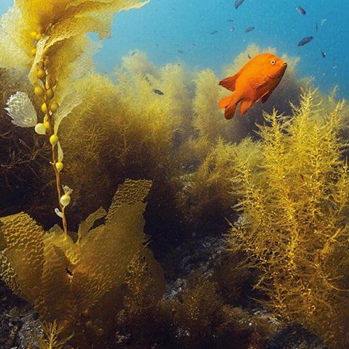 Vibrant orange Garibaldi fish swims near yellow kelp forest in clear blue ocean water.