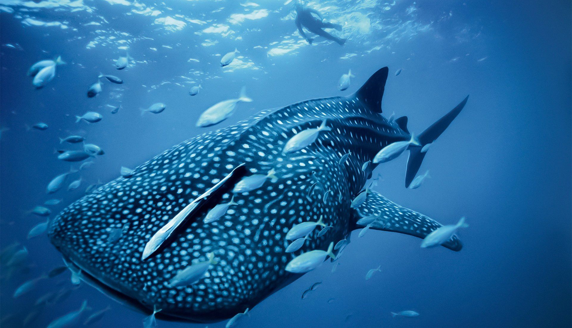 Whale shark swimming underwater, surrounded by small fish, with divers in background.