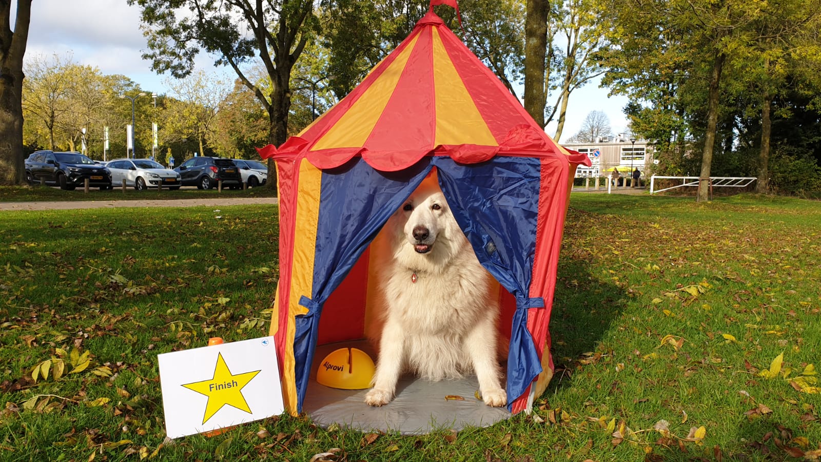 Een witte, pluizige hond zit in een rood-gele speeltent in een park, met een klein bordje ernaast.