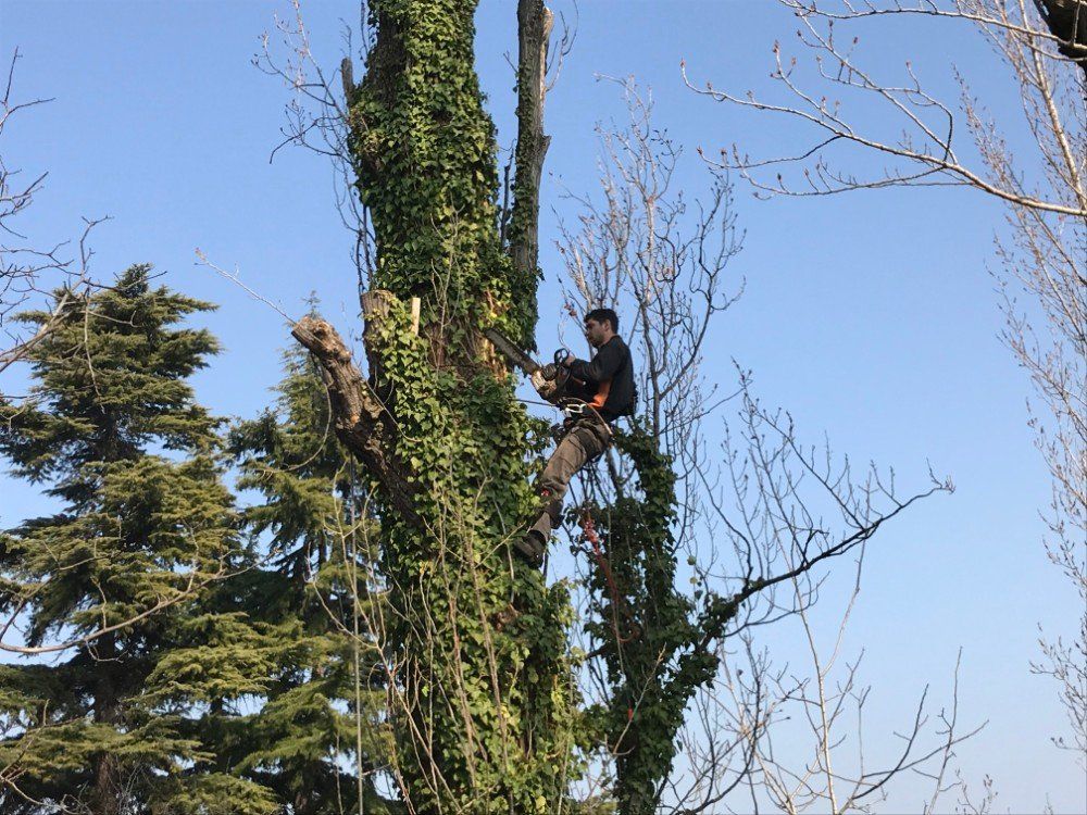 Tree climbing