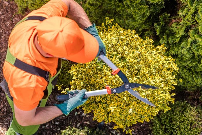 Man Trimming Garden Shrub — Carencro, LA — Boudreaux’s Lawn Service