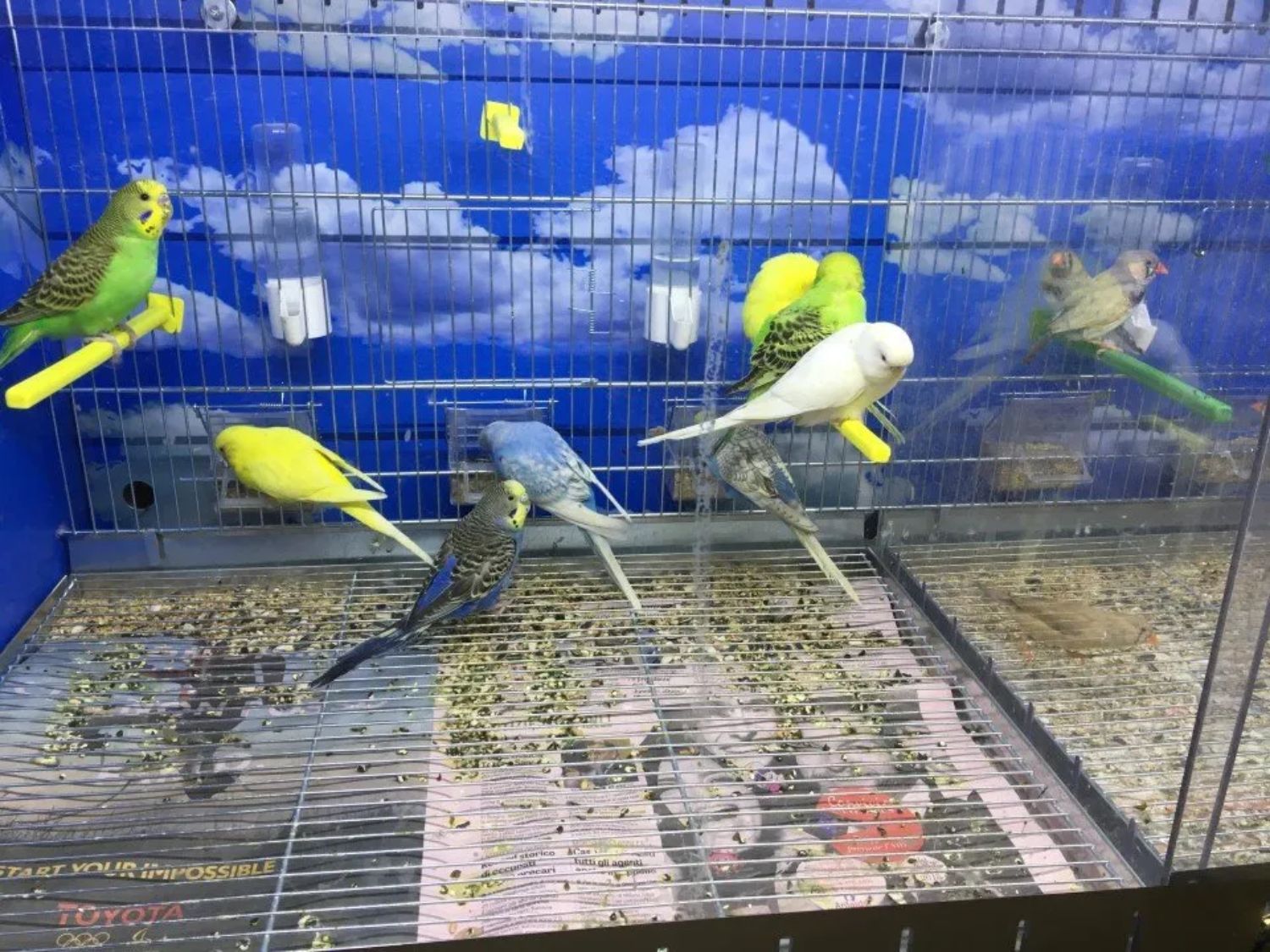 Il negozio