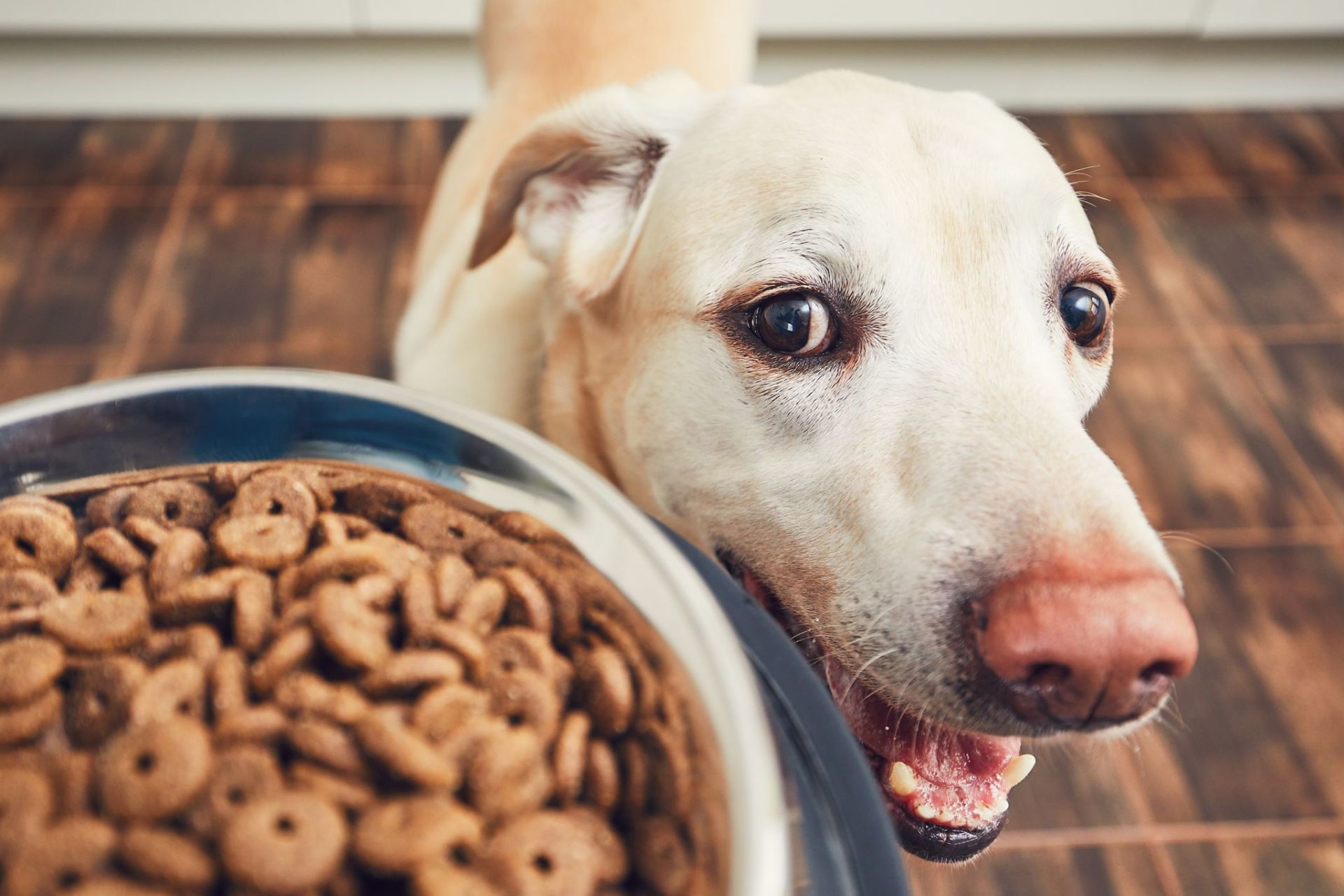 Alimenti per animali