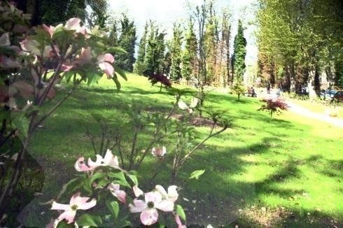 Un giardino vivace con fiori di corniolo rosa chiaro in primo piano, che si affaccia su un prato verde delimitato da alberi ad alto fusto.