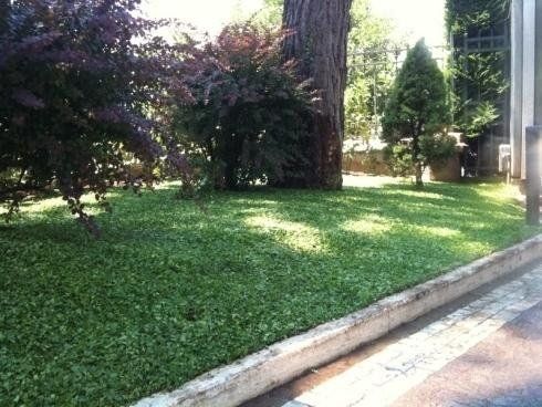 Un prato verde ben curato con cespugli e un grande albero, delimitato da un cordolo di cemento lungo un marciapiede.