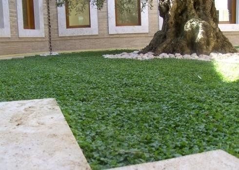 Un prato verde brillante di dichondra ricopre il terreno sotto un ulivo, incorniciato da un patio in pietra e da un muro di cinta.