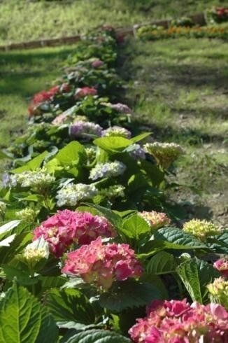 Una fila di vivaci cespugli di ortensie rosa, bianche e viola in fiore in un giardino.