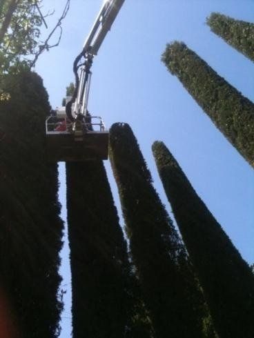 Un cestello elevatore idraulico posizionato in cima a un albero sempreverde alto e stretto, sullo sfondo di un cielo azzurro e terso.