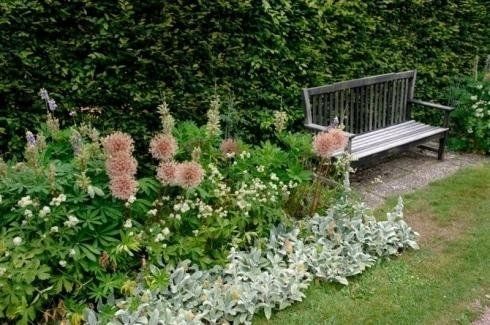 Una panchina da giardino in legno è situata su un sentiero di ghiaia di fronte a una siepe, circondata da fiori rosa e soffici e piante argentate.