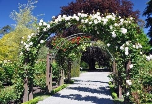 Un arco metallico ricoperto di rose bianche incornicia un sentiero di ghiaia in un giardino soleggiato e rigoglioso.