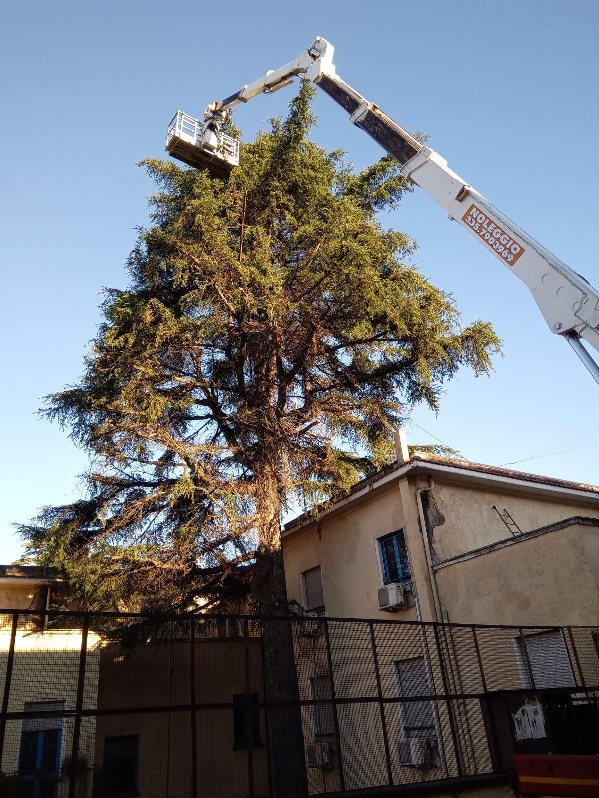 Un lavoratore a bordo di un cesto di una piattaforma aerea raggiunge la cima di un alto albero sempreverde accanto a un edificio.