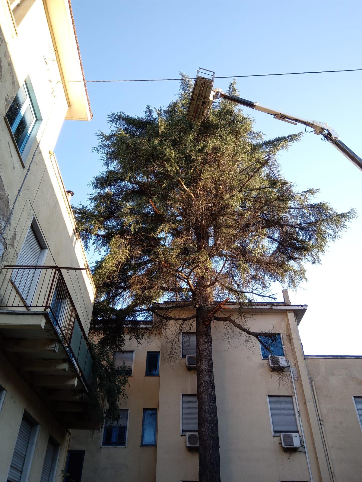 Una gru a cestello raggiunge la cima di un grande pino incastonato tra due alti edifici residenziali color beige.