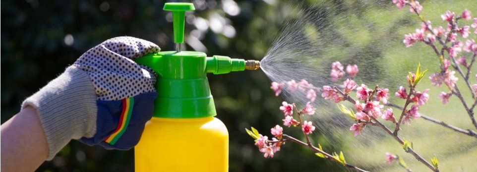 Una mano in un guanto da giardinaggio spruzza acqua nebulizzata da uno spruzzatore a pompa giallo e verde sui fiori rosa in fiore.