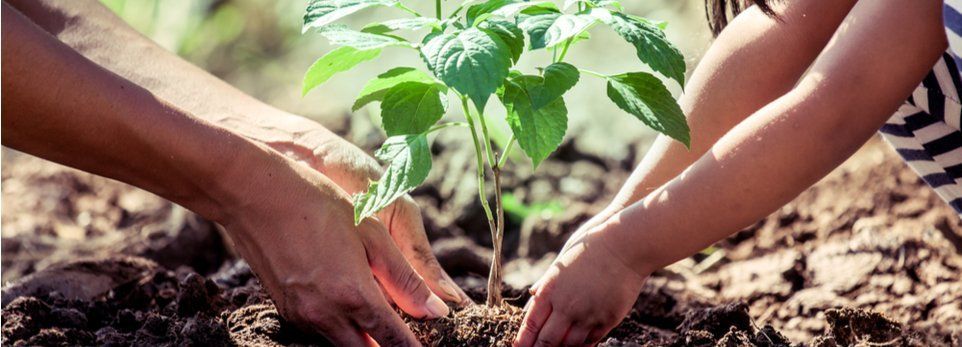 Due paia di mani lavorano insieme per piantare un piccolo alberello verde in un terreno scuro e fertile all'aperto.