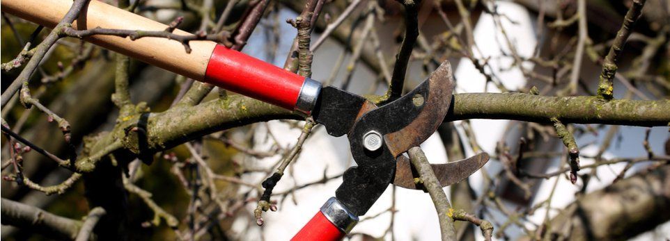 Forbici da potatura con manico rosso che potano un ramo sottile in un giardino.