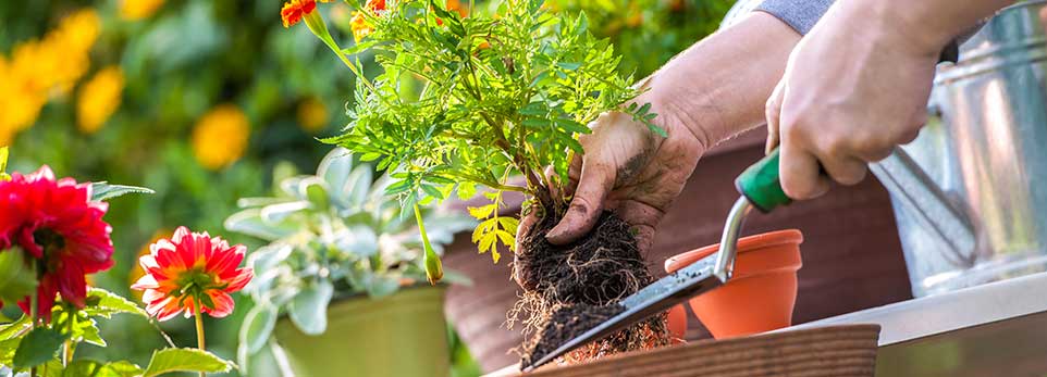Primo piano di mani che usano una cazzuola per trapiantare un piccolo fiore con le radici in una fioriera di legno in un giardino soleggiato.