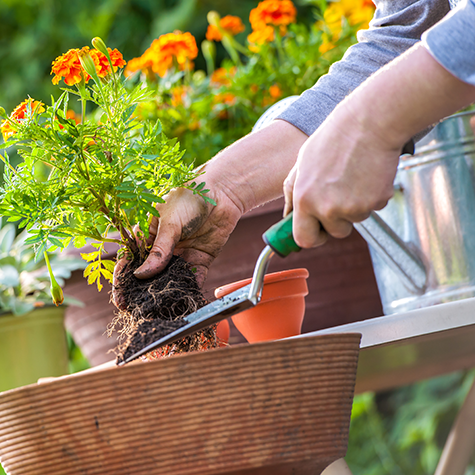 Mani che utilizzano una cazzuola per piantare una calendula con vivaci fiori arancioni in una fioriera di legno all'aperto.