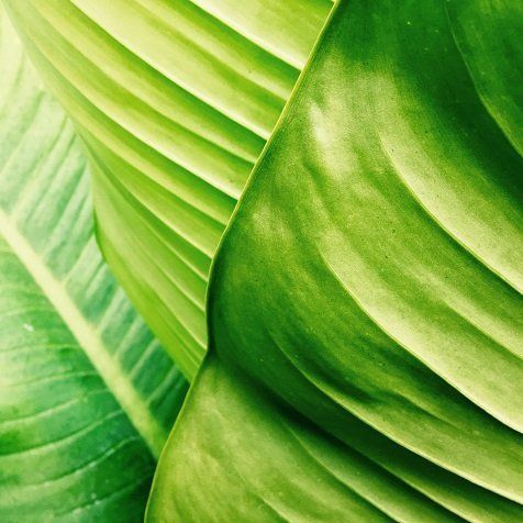 Primo piano di foglie tropicali sovrapposte di un verde brillante con venature e texture visibili.