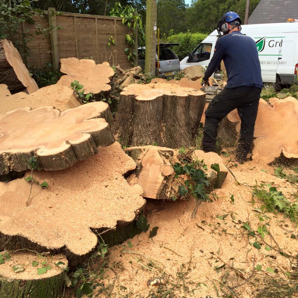 TREE SURGERY