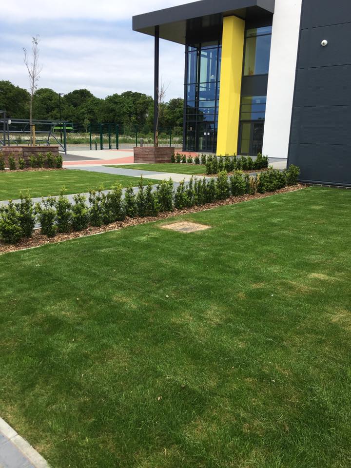 turf maintenance