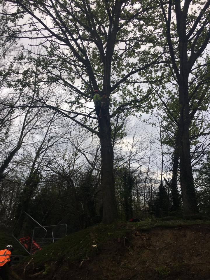 tree work