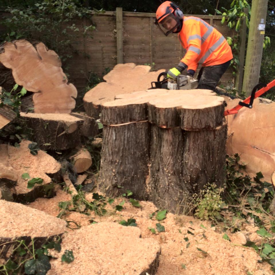 stump grinding