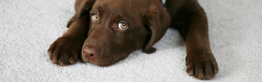 Cute dog relaxing on a carpet freshly cleaned by our cleaning specialists in Malua Bay