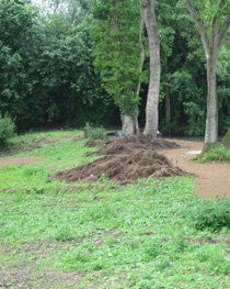 Landscaping Design – Oxford – David Beecroft