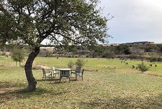 Seating Under Oak Tree