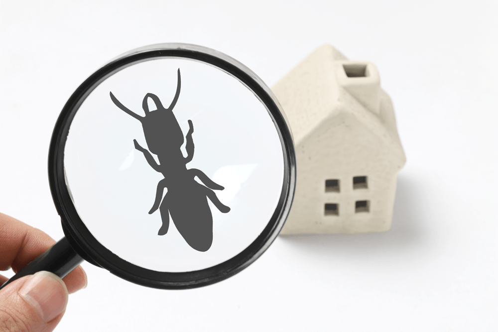 Termite-Inspections