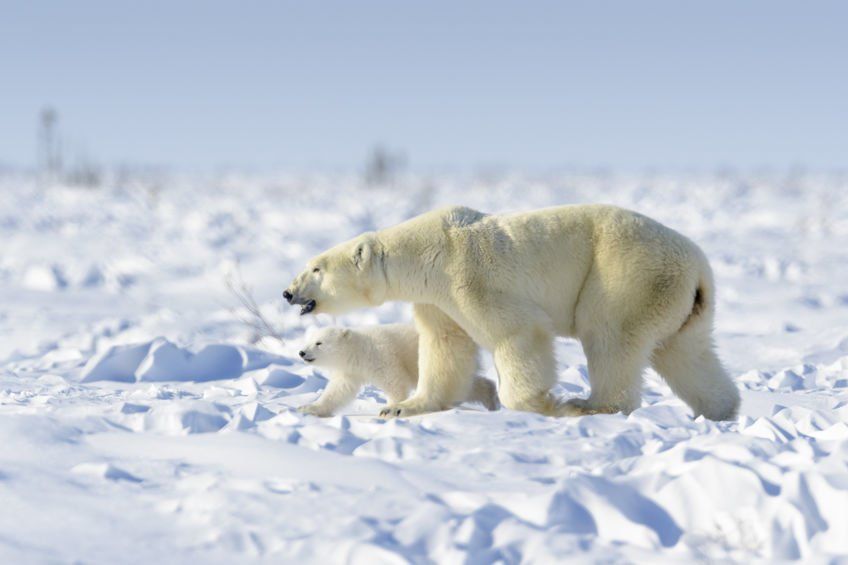 Small planet has partnered with the premier marine operations company specializing in remote area operations and project management in the Canadian high arctic to offer complete itinerary planning and logistics for Vessels transiting the N.W. Passage.