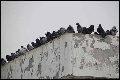 Pigeon Removal Long Island