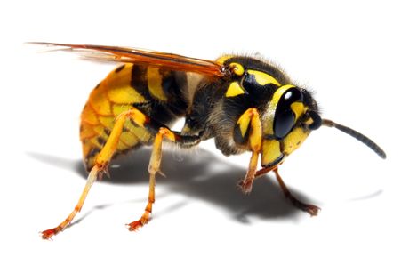 a close up of a wasp on a white background
