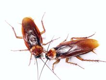 two cockroaches are sitting next to each other on a white surface .