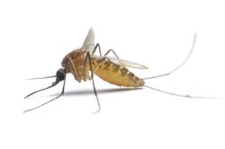 a close up of a mosquito on a white background