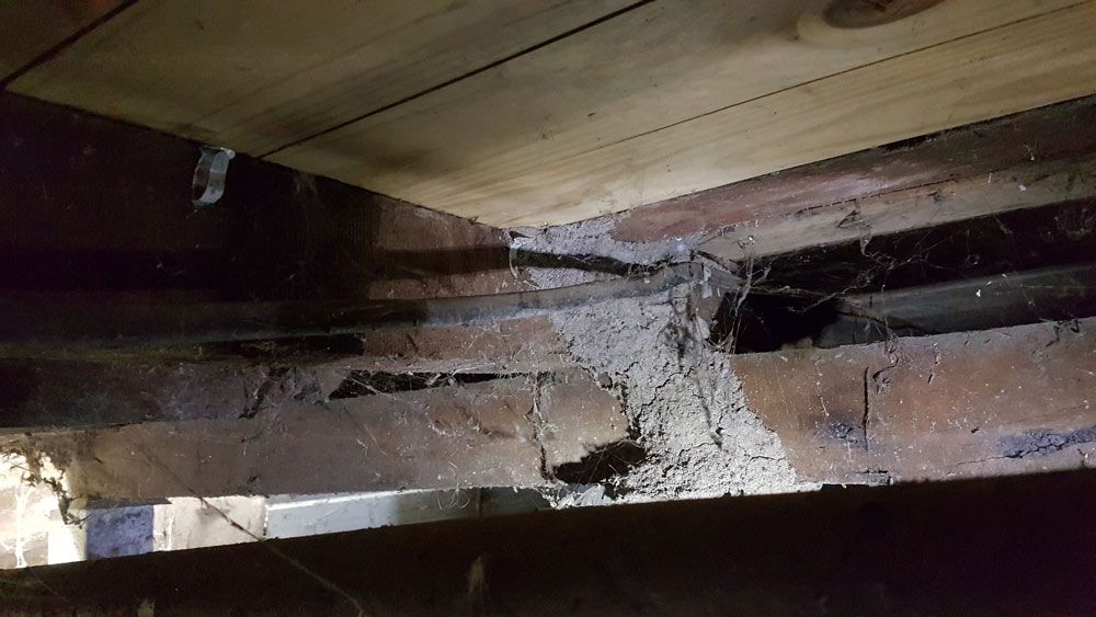 under home termite mound