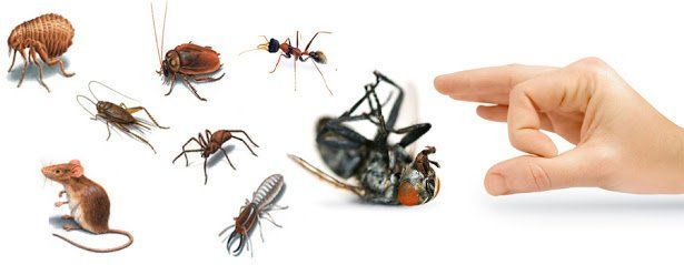 large hand flicking away pests