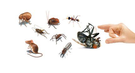 Flicking pests large hand flicking pests