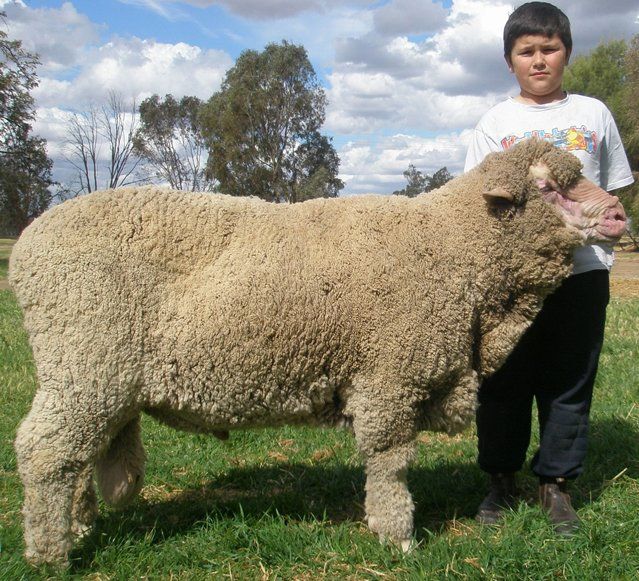 Lachlan Merinos sheep