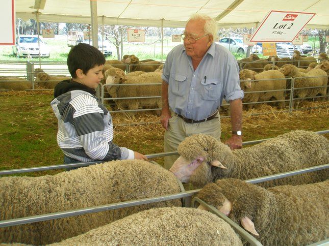 Lachlan Merinos sheep