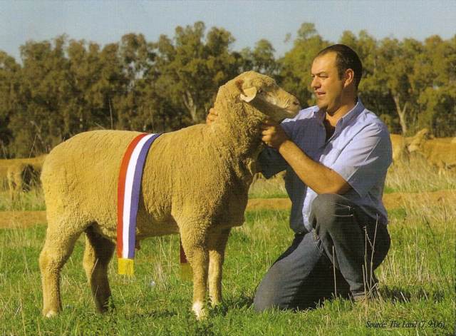 man with sheep