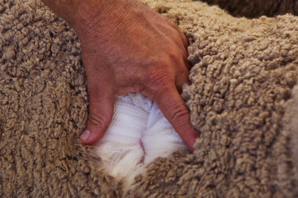 wool