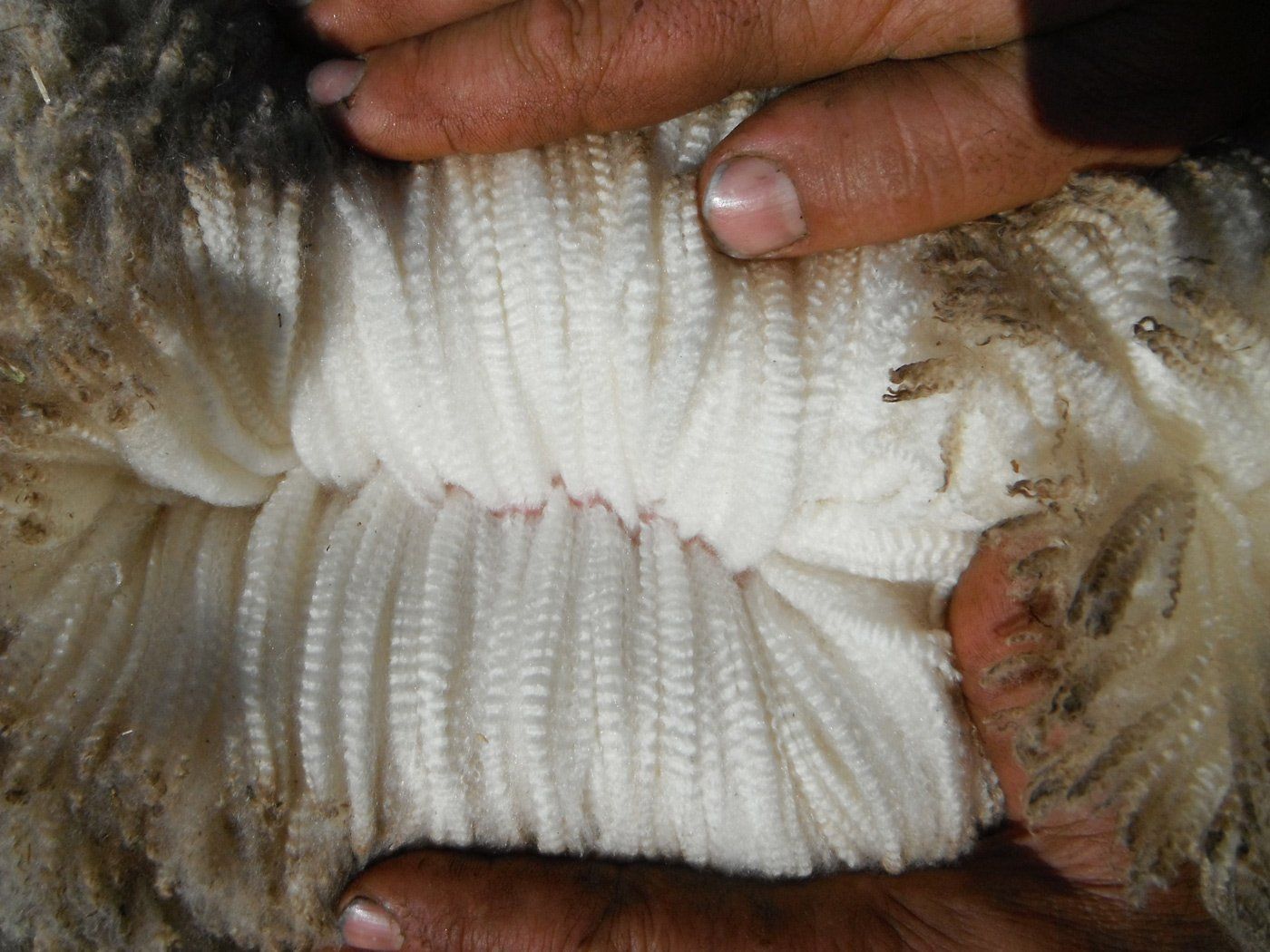 wool