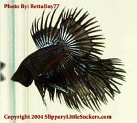 Stunning show bettas