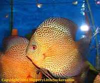 Premium discus fish